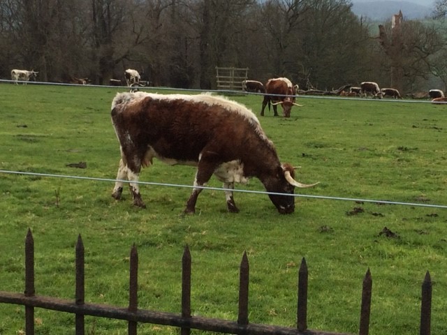 20190404 Cows with big horns